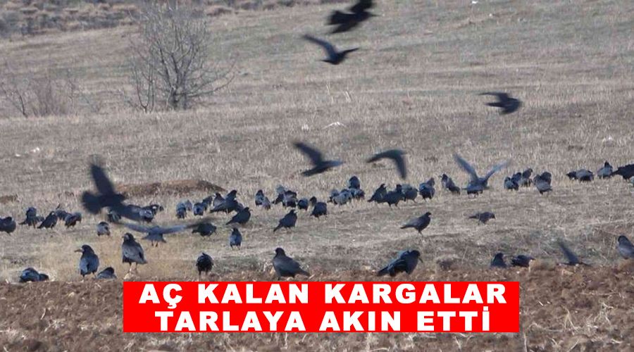 Aç kalan kargalar tarlaya akın etti