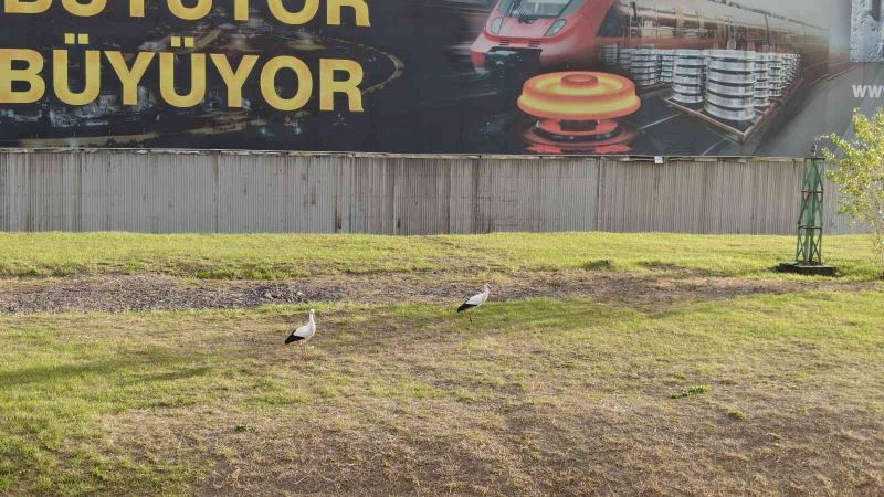 Göç etmeyi unutan leylek çifti Karabük’ü mesken tuttu
