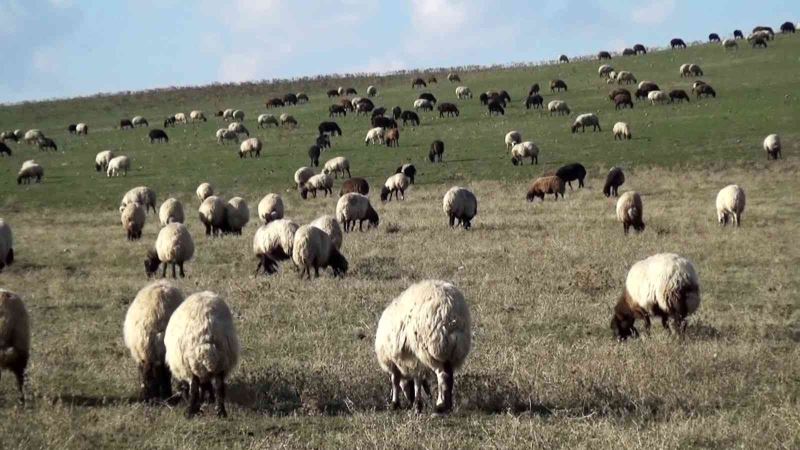 Muş’ta sıcak hava besicilerin yüzünü güldürüyor
