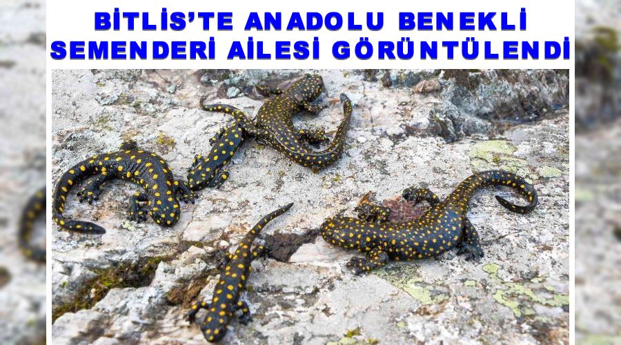 Bitlis’te Anadolu benekli semenderi ailesi görüntülendi