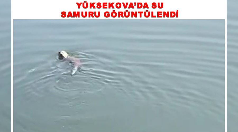 Yüksekova’da su samuru görüntülendi