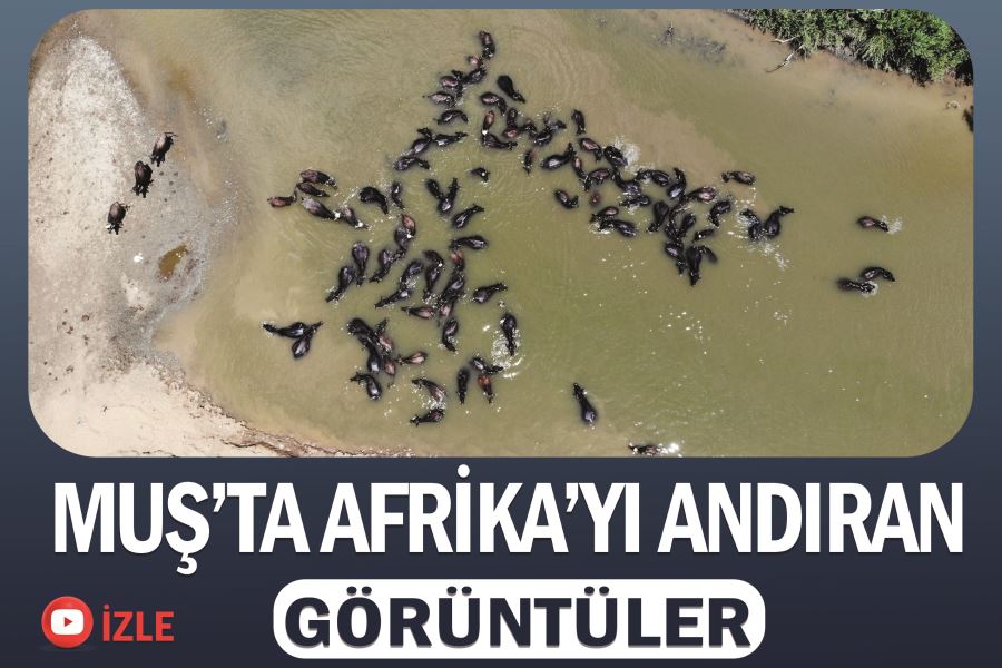 Muş’ta Afrika’yı andıran görüntüler