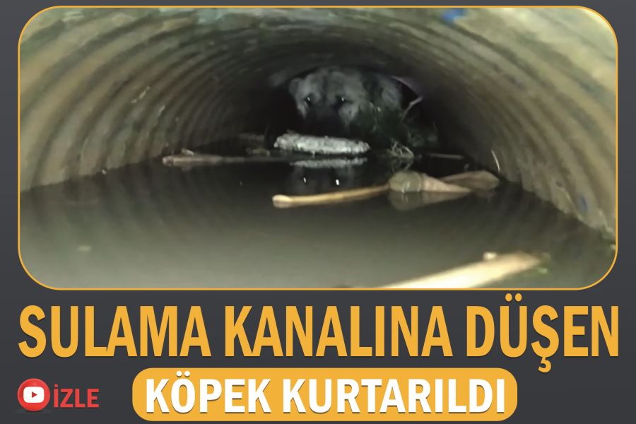 Sulama kanalına düşen köpek kurtarıldı