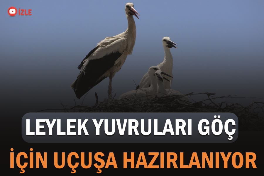 Leylek yavruları uzun göç için uçuşa hazırlanıyor