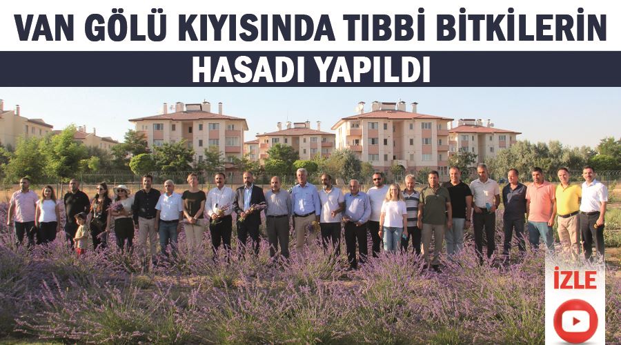 Van Gölü kıyısında tıbbi bitkilerin hasadı yapıldı