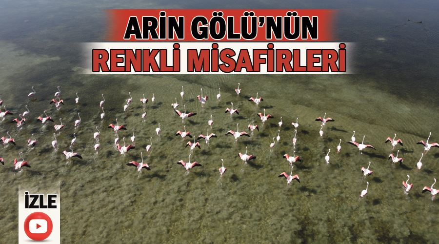 Arin Gölü’nün renkli misafirleri