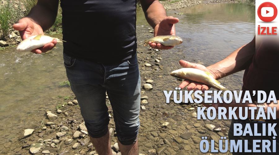 Yüksekova’da korkutan balık ölümleri