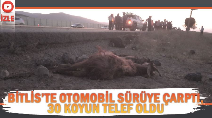 Bitlis’te otomobil sürüye çarptı, 30 koyun telef oldu