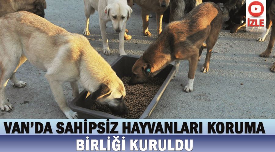 Van’da Sahipsiz hayvanları koruma birliği kuruldu