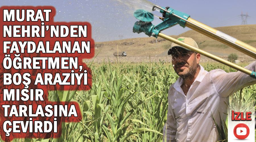 Murat Nehri’nden faydalanan öğretmen, boş araziyi mısır tarlasına çevirdi