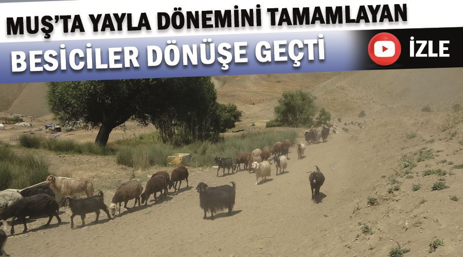 Muş’ta yayla dönemini tamamlayan besiciler dönüşe geçti