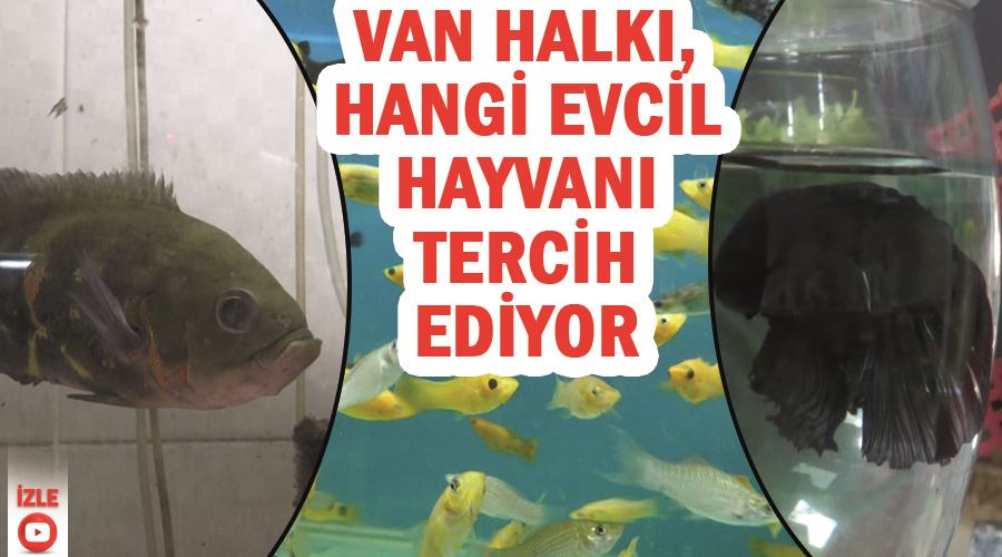 Van halkı, hangi evcil hayvanı tercih ediyor?