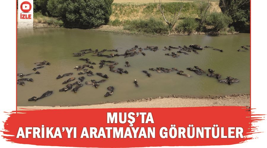 Muş’ta Afrika’yı aratmayan görüntüler