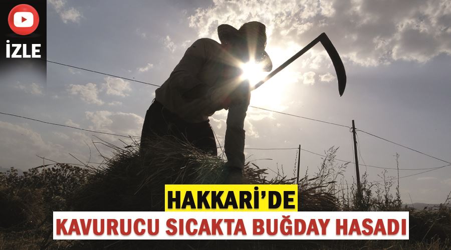 Hakkari’de kavurucu sıcakta buğday hasadı