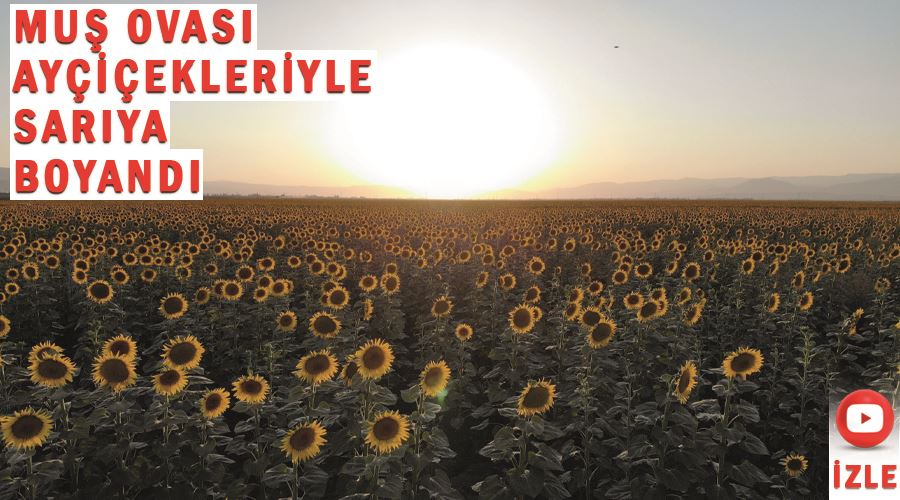 Muş Ovası ayçiçekleriyle sarıya boyandı