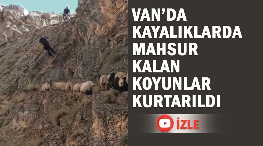 Van’da kayalıklarda mahsur kalan koyunlar kurtarıldı