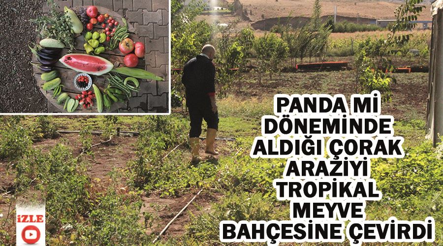 Panda mi döneminde aldığı çorak araziyi tropikal meyve bahçesine çevirdi