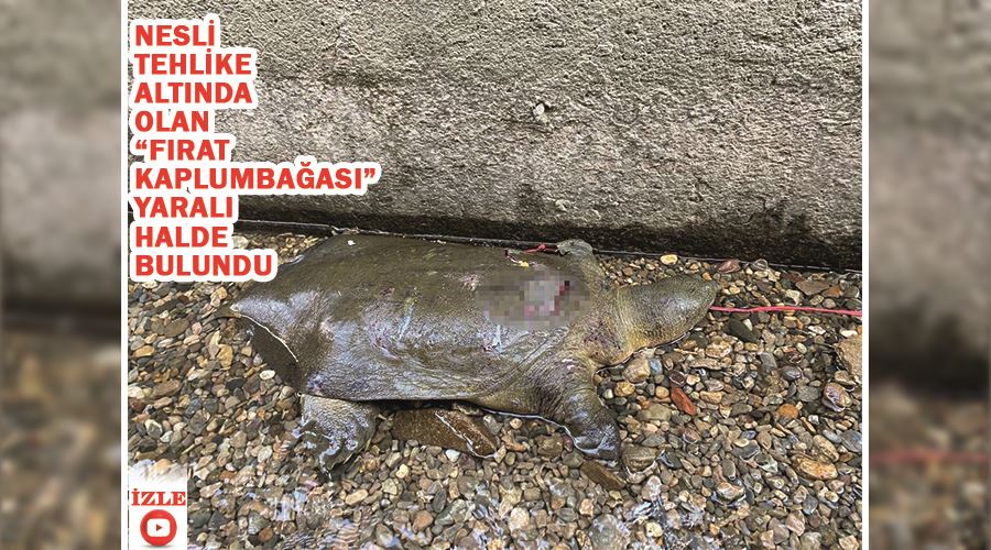 Nesli tehlike altında olan “Fırat Kaplumbağası” yaralı halde bulundu