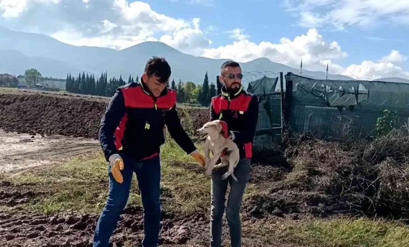 Çukura düşen yavru köpek kurtarıldı
