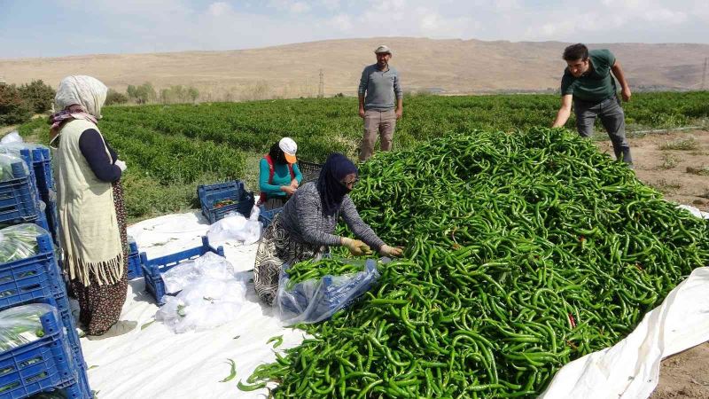 Vanlı çiftçilerden ’sabit halk pazarı’ talebi
