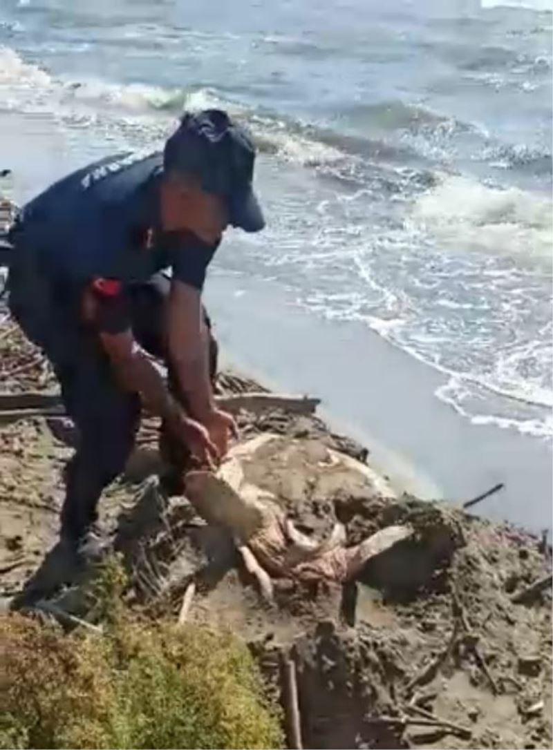 Jandarmanın dikkati deniz kaplumbağasını kurtardı
