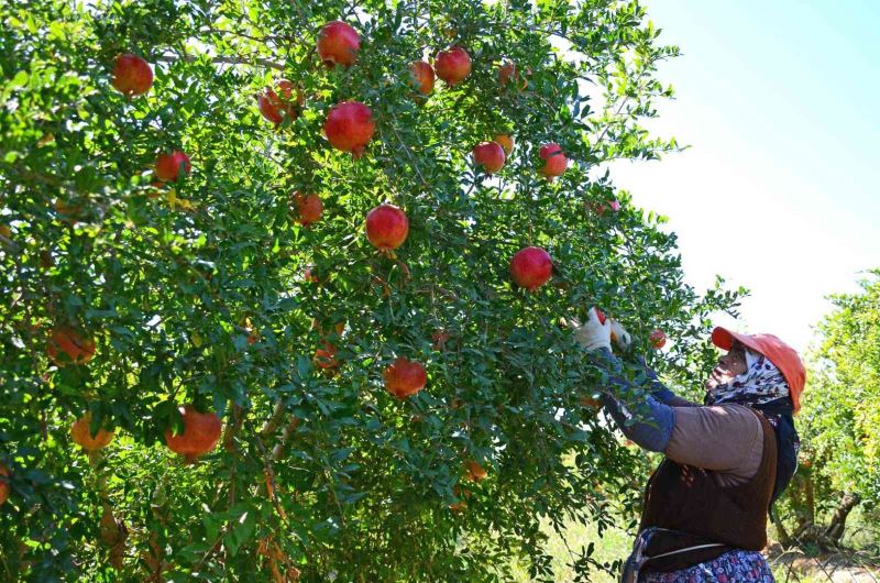 Denizli’den Avrupa, Rusya ve Kanada’ya nar ihracatı başladı
