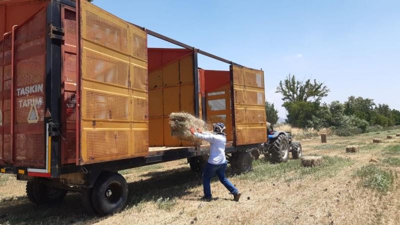 Germencik Belediyesi’nden çiftçiye yonca desteği sürüyor
