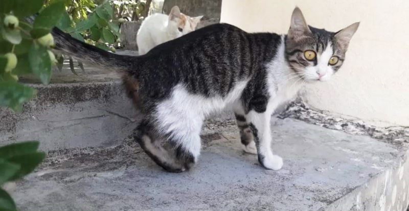 Gaziantep’te kedi vahşeti
