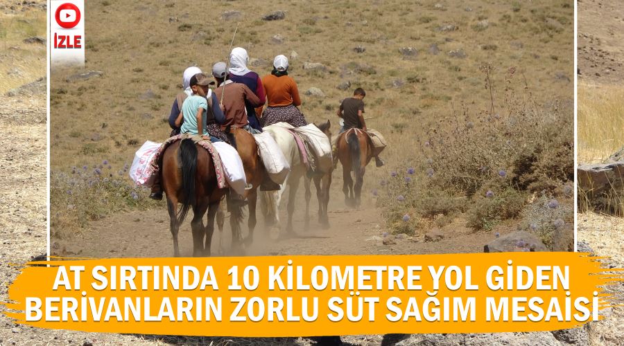 At sırtında 10 kilometre yol giden berivanların zorlu süt sağım mesaisi