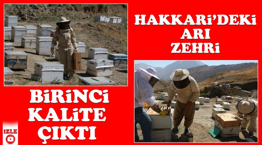 Hakkari’deki arı zehri birinci kalite çıktı