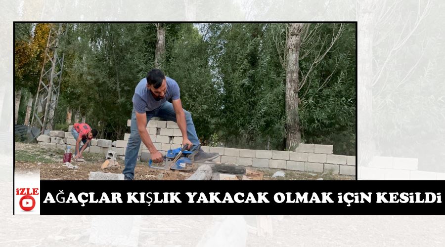 Ağaçlar kışlık yakacak olmak için kesildi