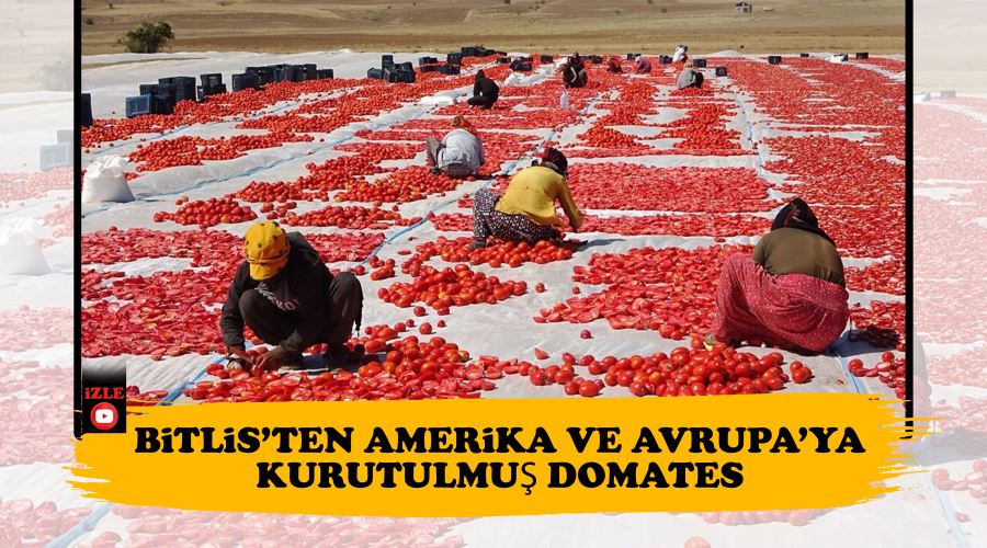 Bitlis’ten Amerika ve Avrupa’ya kurutulmuş domates