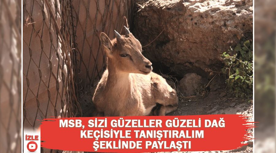 MSB, Sizi güzeller güzeli dağ keçisiyle tanıştıralım şeklinde paylaştı