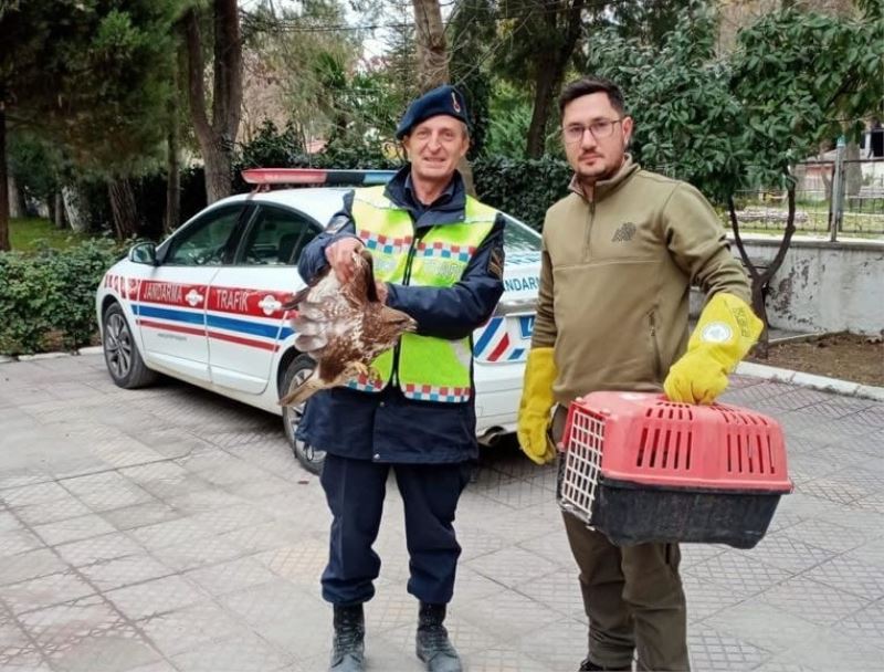 Yaralı şahine jandarmadan yardım eli
