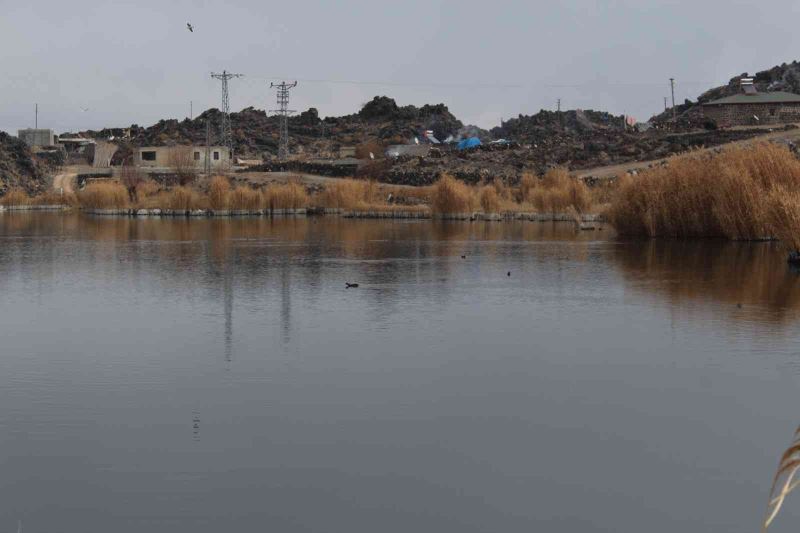 Ağrı Dağı Milli Parkı, kuşlara kışın da ev sahipliği yapıyor
