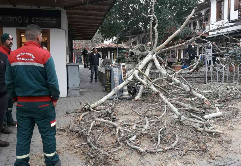 110 yıllık tescilli Çınar devrildi
