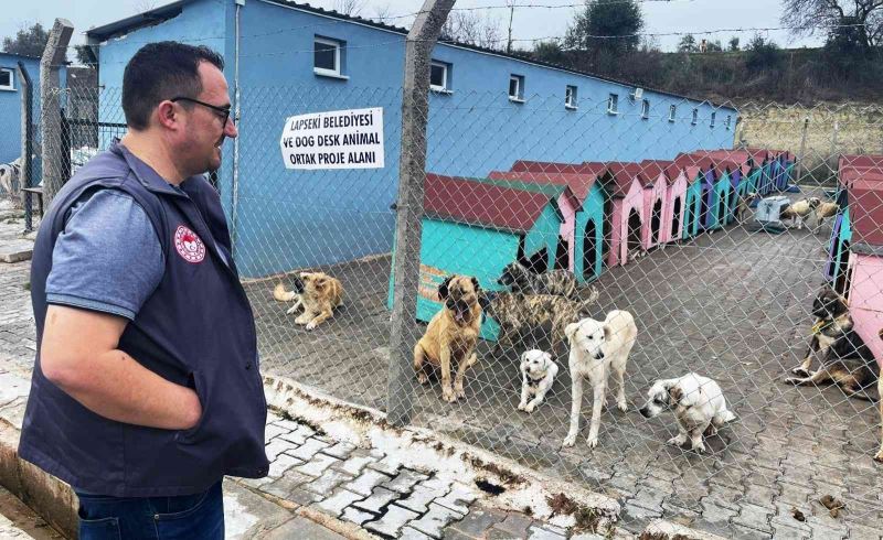 Lapseki’de hayvan barınağındaki sokak hayvanlarına kuduz aşısı yapıldı
