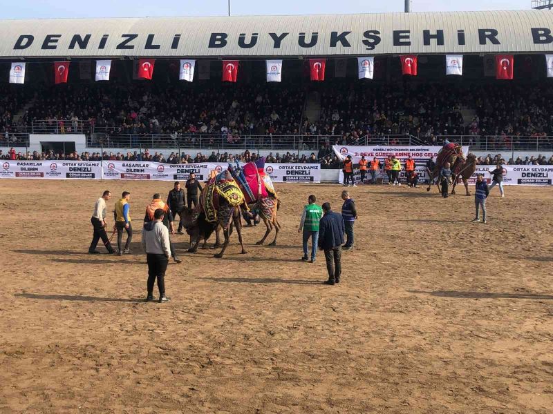 Denizli’de 120 pehlivan deve güreşmeye başladı
