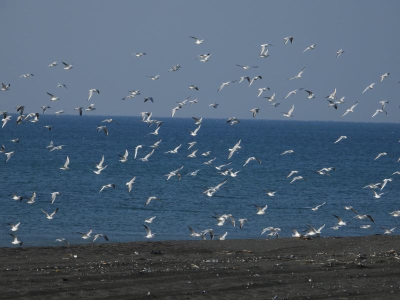 Milleyha Sulak Alanı 302 kuş türüne ev sahipliği yapıyor
