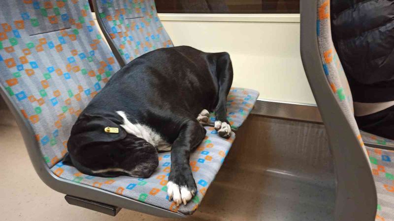 Sıcak tramvayda uyuyan köpek
