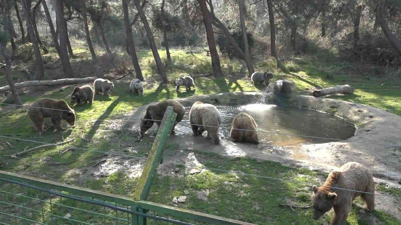 Kış geldi, ayıların uykusu yine gelmedi
