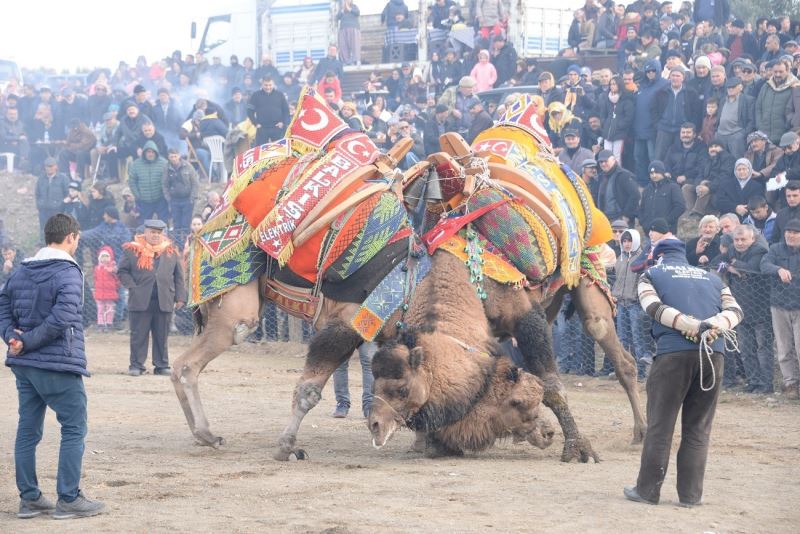 Bergama Deve Güreşleri için geri sayım başladı
