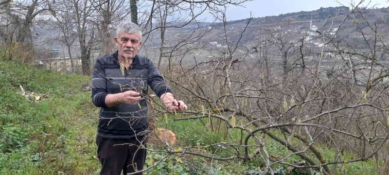 Fındık üreticisi dört gözle kar yağışı bekliyor
