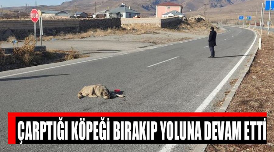 Çarptığı köpeği bırakıp yoluna devam etti