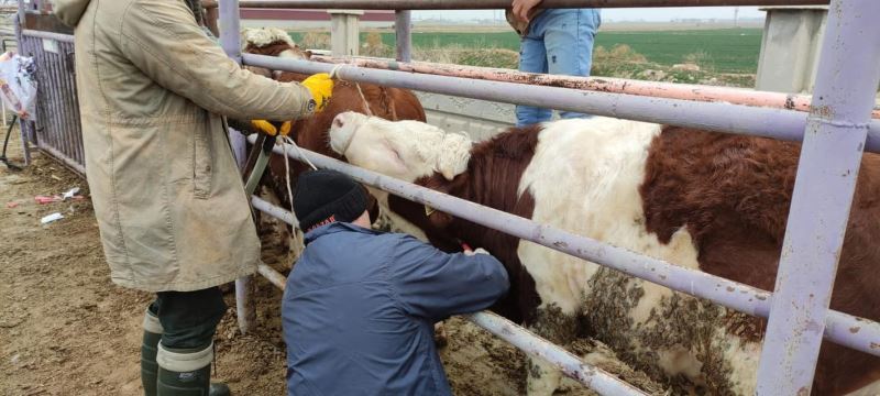 Afyonkarahisar’a ithal getirilen besilik sığırların sağlık kontrolü yapıldı
