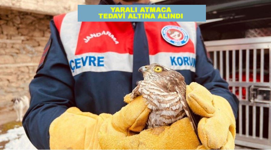 Yaralı atmaca tedavi altına alındı