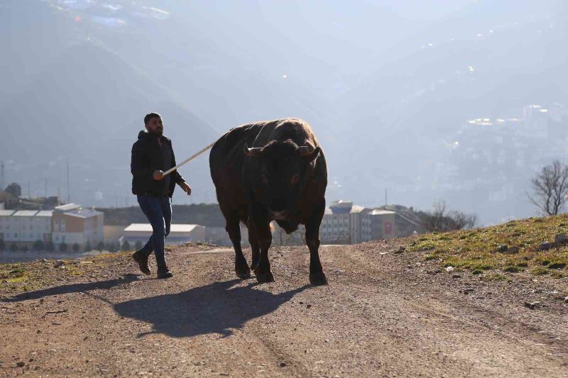 Artvin’de heykeli yapılan şampiyon boğa 500 bin liraya satıldı
