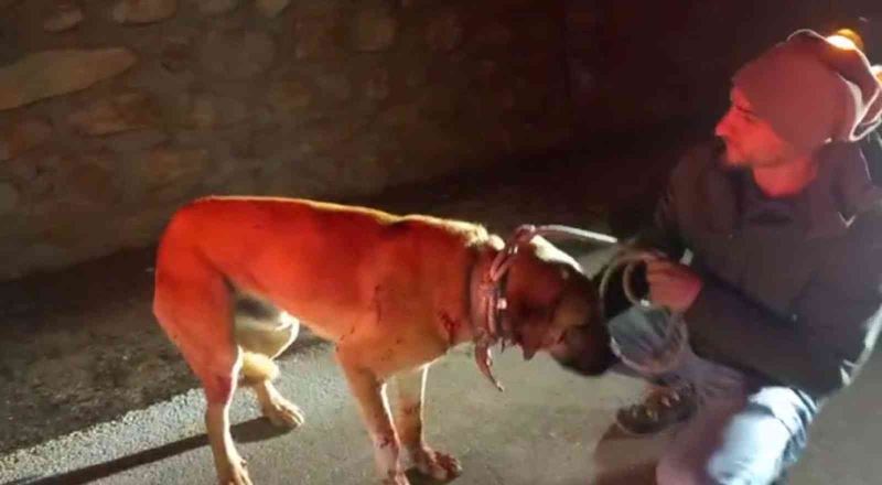 Yaralı buldukları köpeği yolda bırakmadılar
