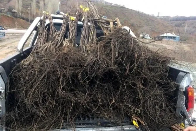 Hakkari’de meyve fidanı dağıtımı yapılacak