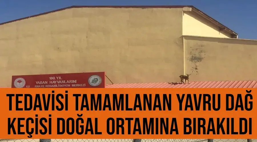 Tedavisi tamamlanan yavru dağ keçisi doğal ortamına bırakıldı